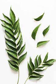 Curry Leaves(Karibev) Bunch
